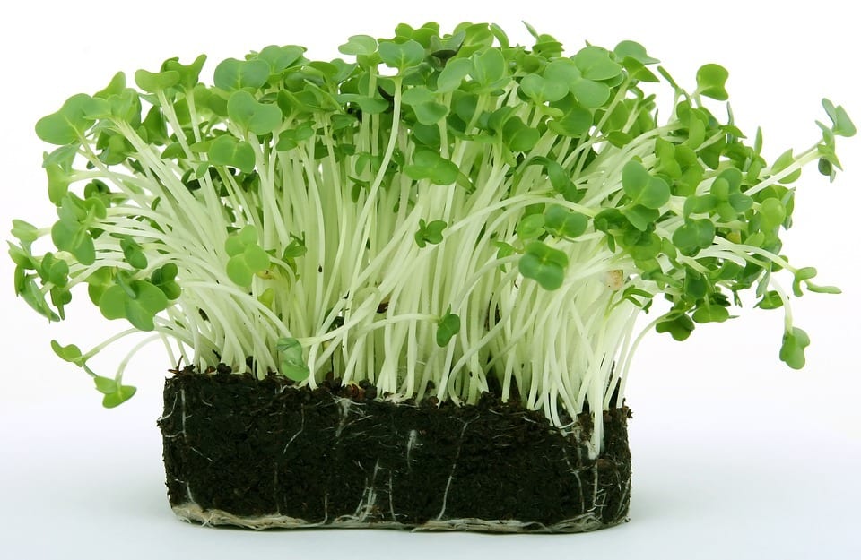 non-recyclable cress